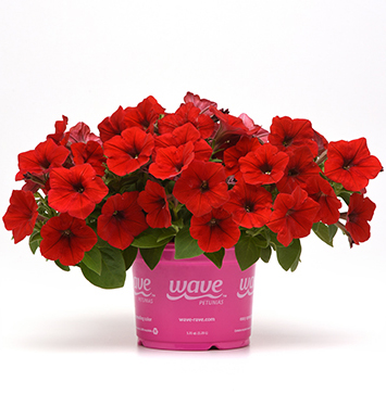 New Partnership with Ball Horticulture Company